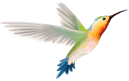 bird2 flying
