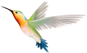 best web design company in uae